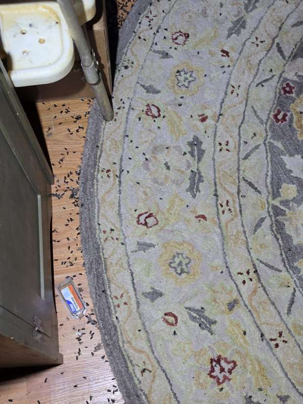 Actual Biohazard PRO property showing rodent droppings and contamination requiring specialty cleaning