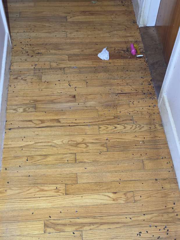 Actual rodent contamination on hardwood